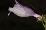 Longsepal beardtongue